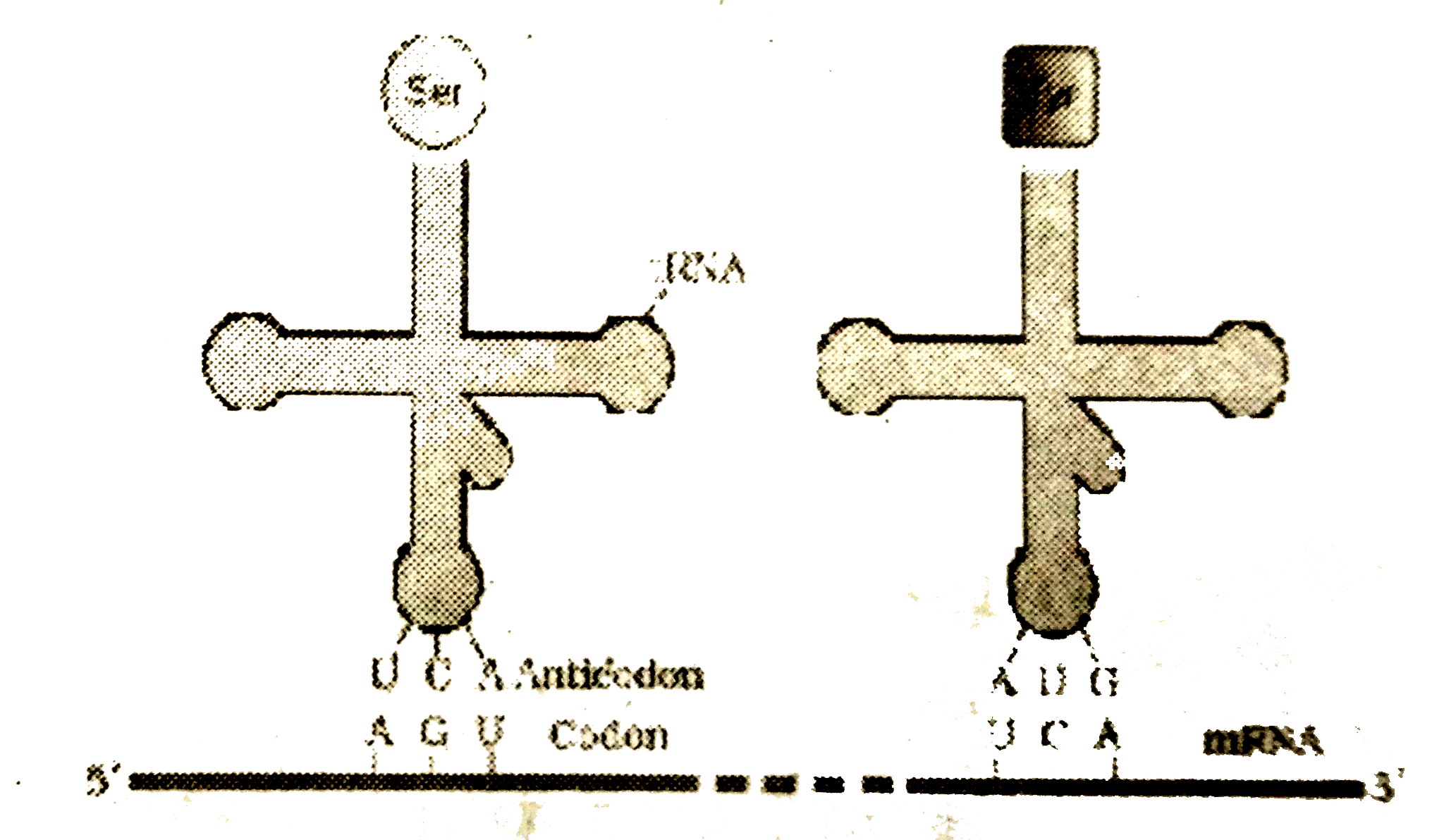 (a) Name the scientist who called tRNA an adapter molecule (b) Draw a