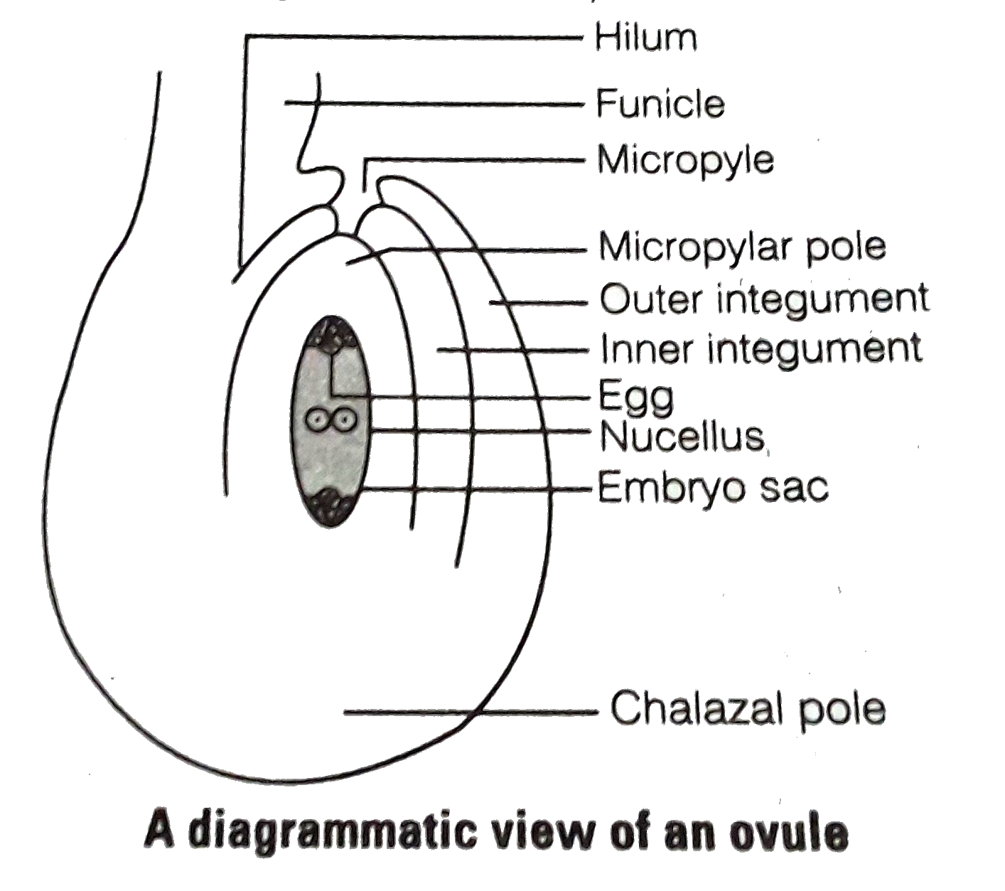 Starting From The Innermost Part The Correct Sequence Of Parts In An 