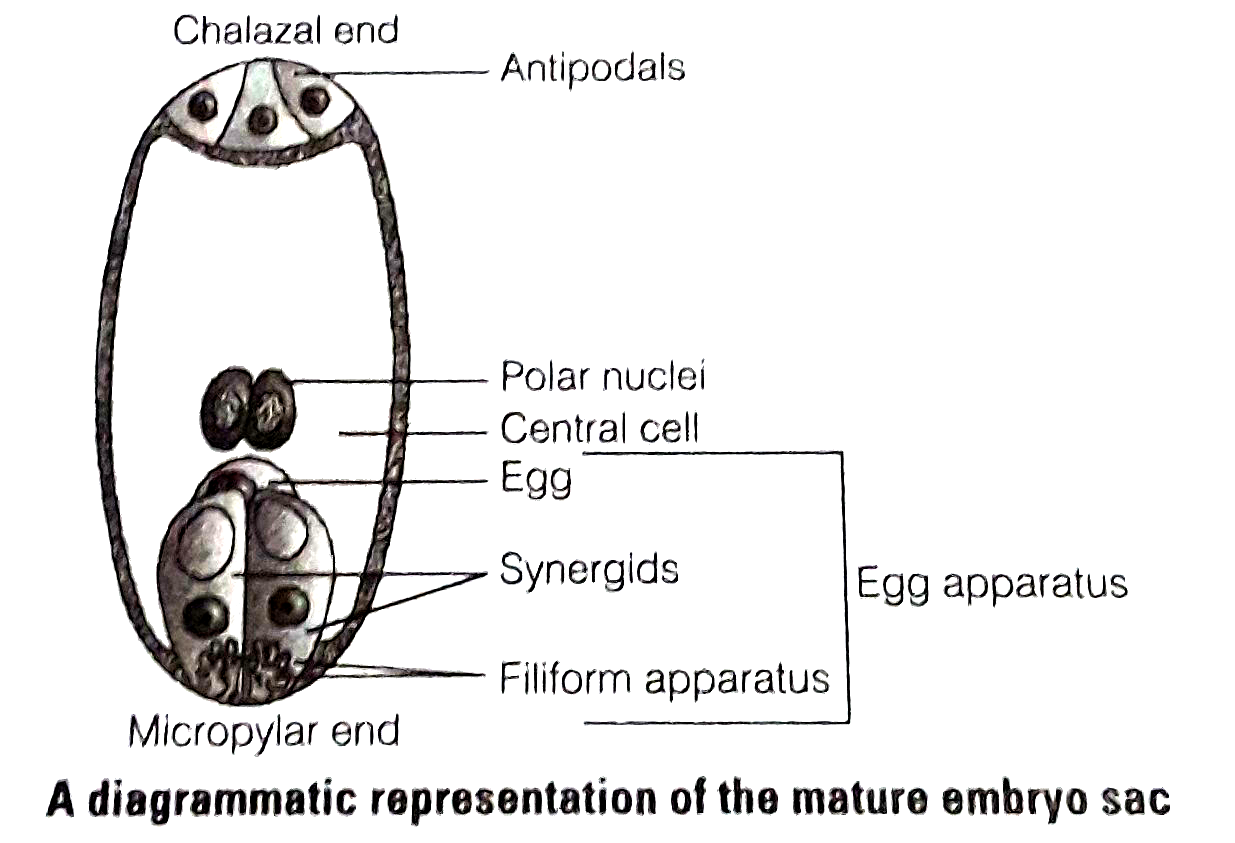 In the diagram given below, show the path of a pollen tube from the