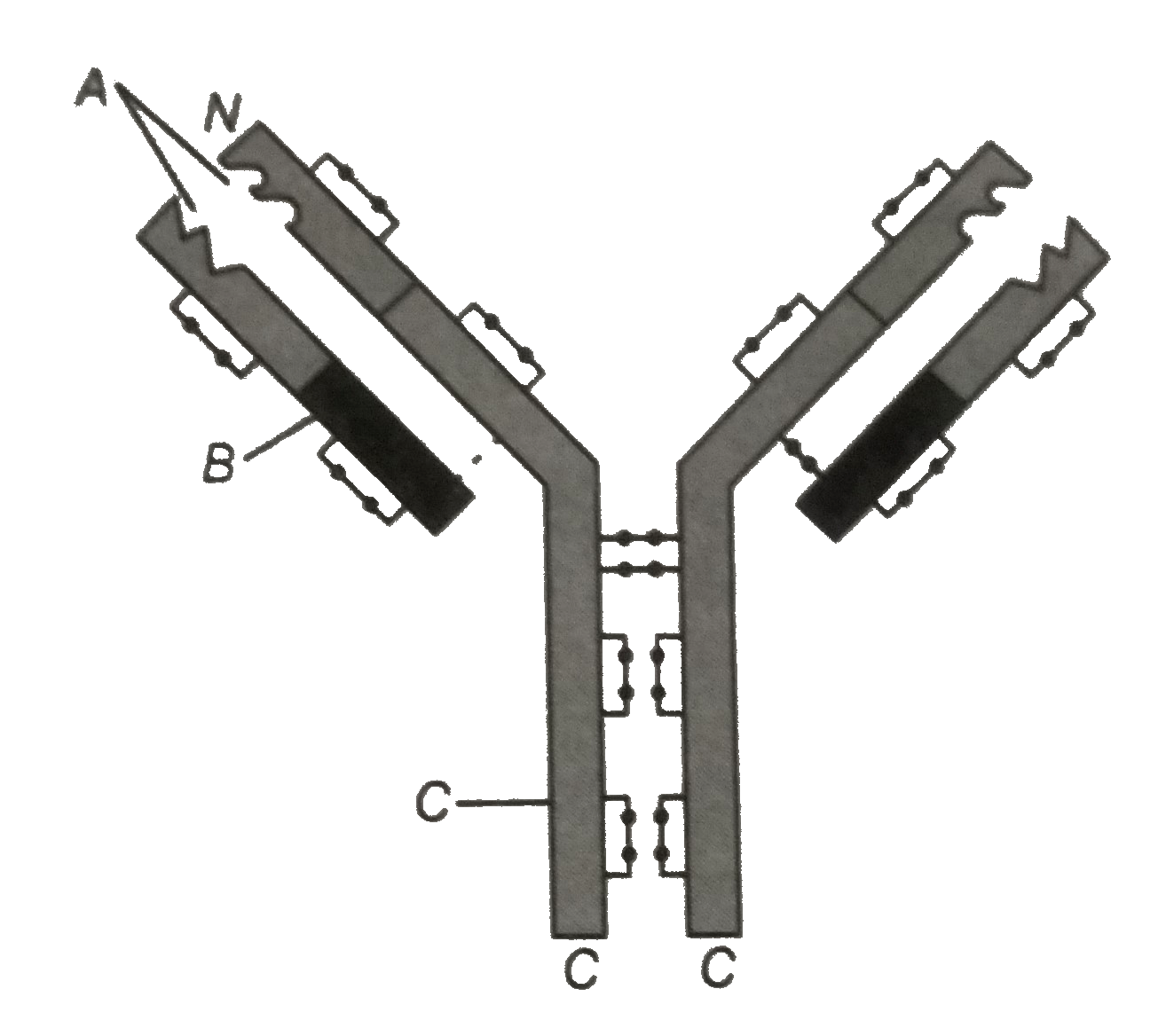 In the figure, structure of an antibody molecule is shown. Name the