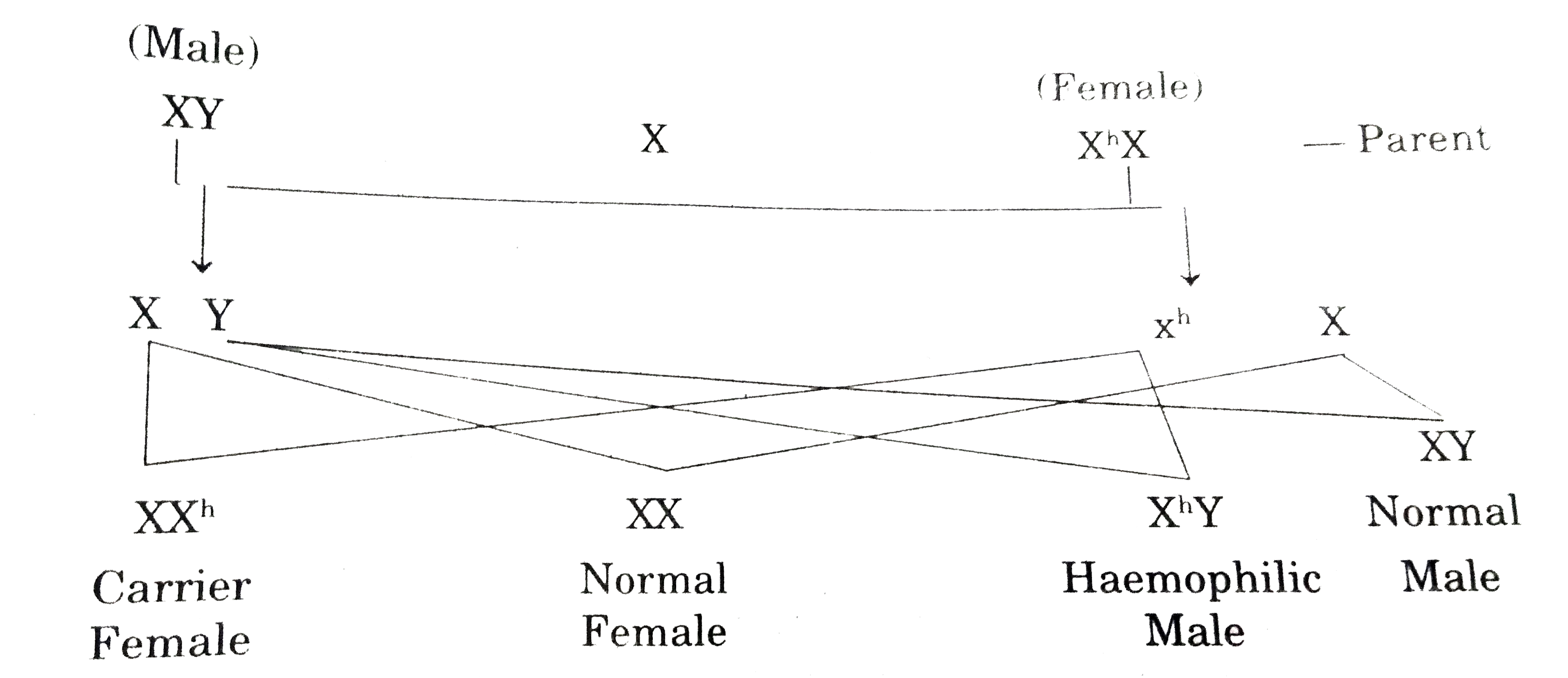 Why are thalassemia and hemophilia categorized as Mendelian disorders