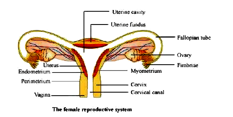 Draw A Labeled Diagram Of Female Reproductive System Sarthaks draw-a-labeled-diagram-of-female-reproductive-system-sarthaks