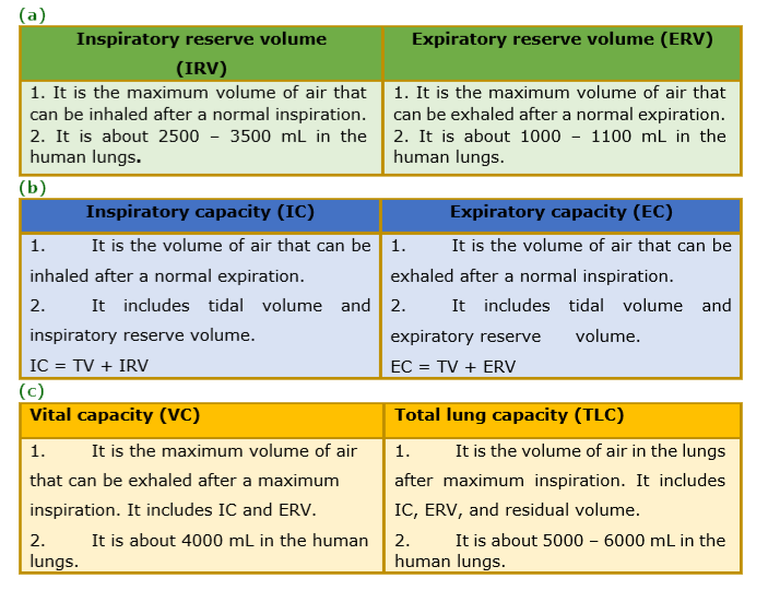 Distinguish between (a) IRV and ERV (b) Inspiratory capacity and