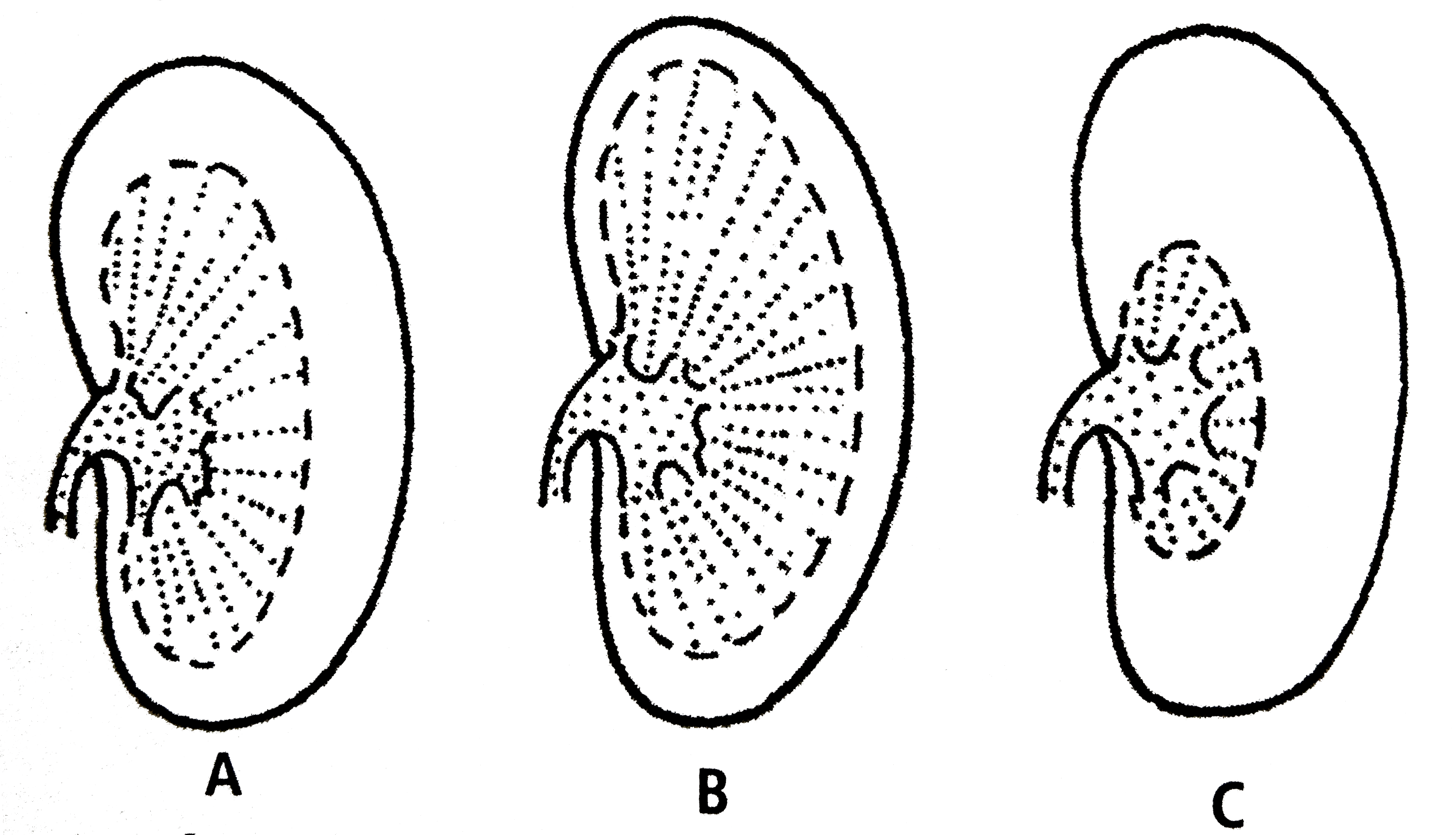 Phototropism in plants is a response picture