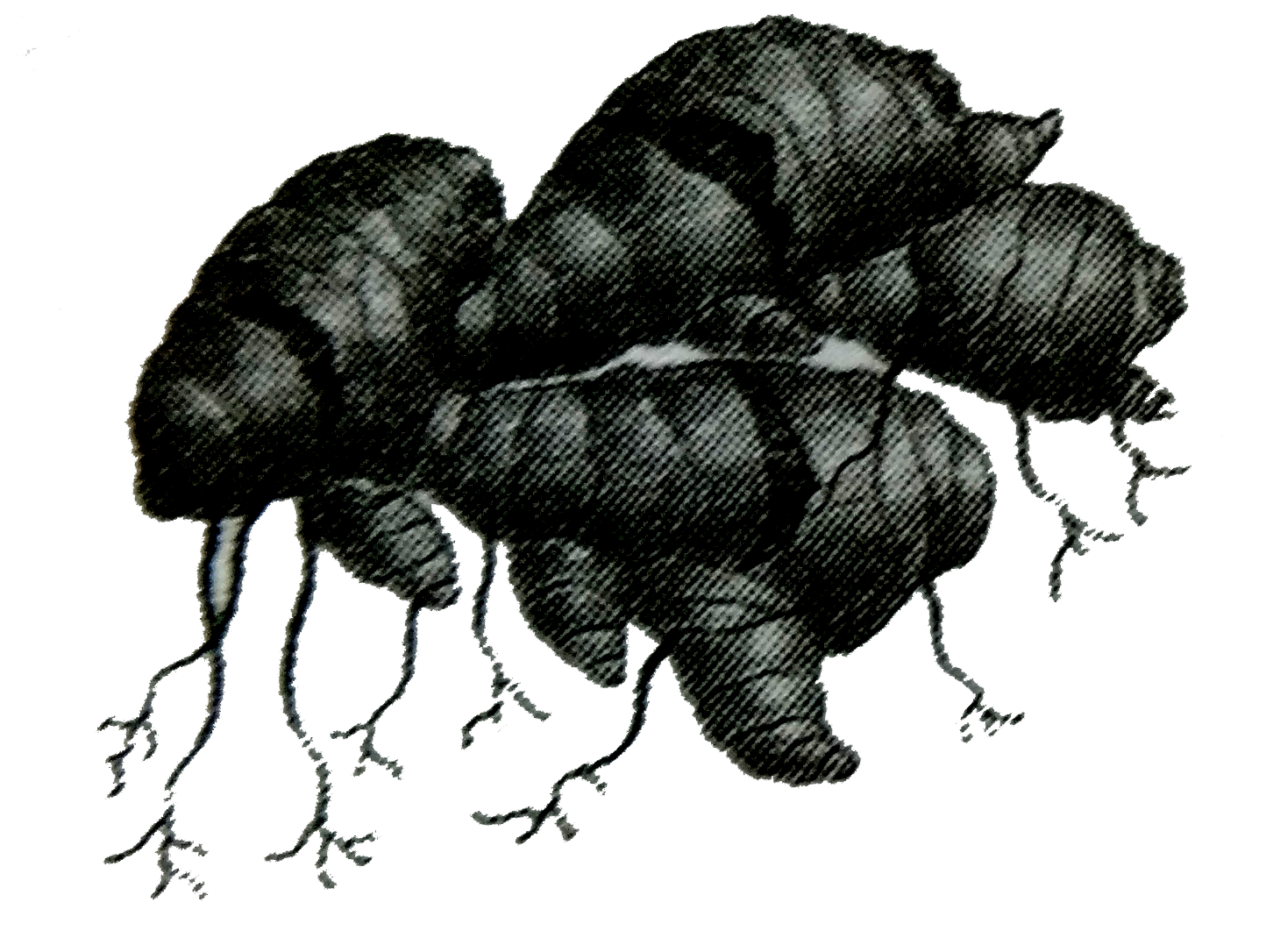 In which of the following plants, vegetative propagation occurs by