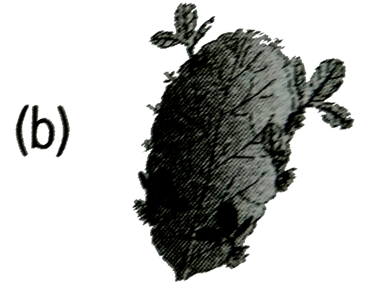 In which of the following plants, vegetative propagation occurs by