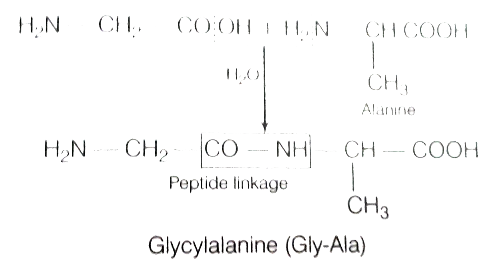In a protein molecule various amino acids are linked together by