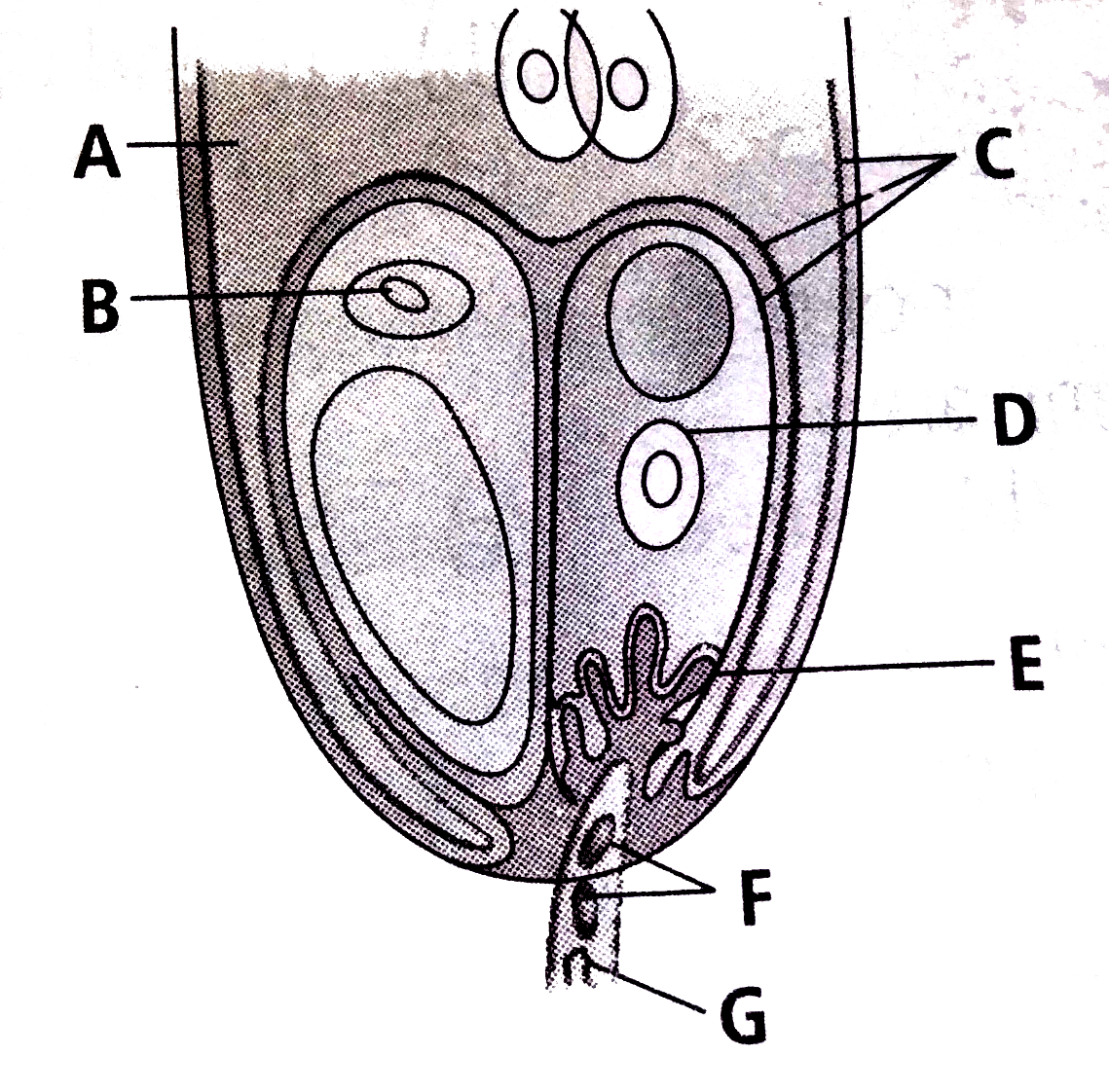 Refer to the given figure of egg apparatus showing entry of pollen tube