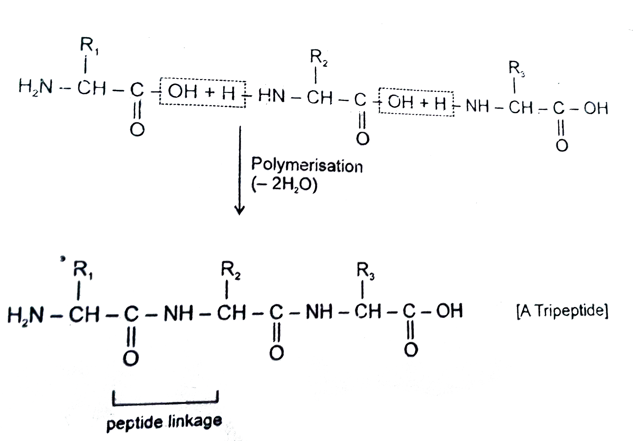 Proteins are biomolecules composed of `alpha` amino acids. An `alpha