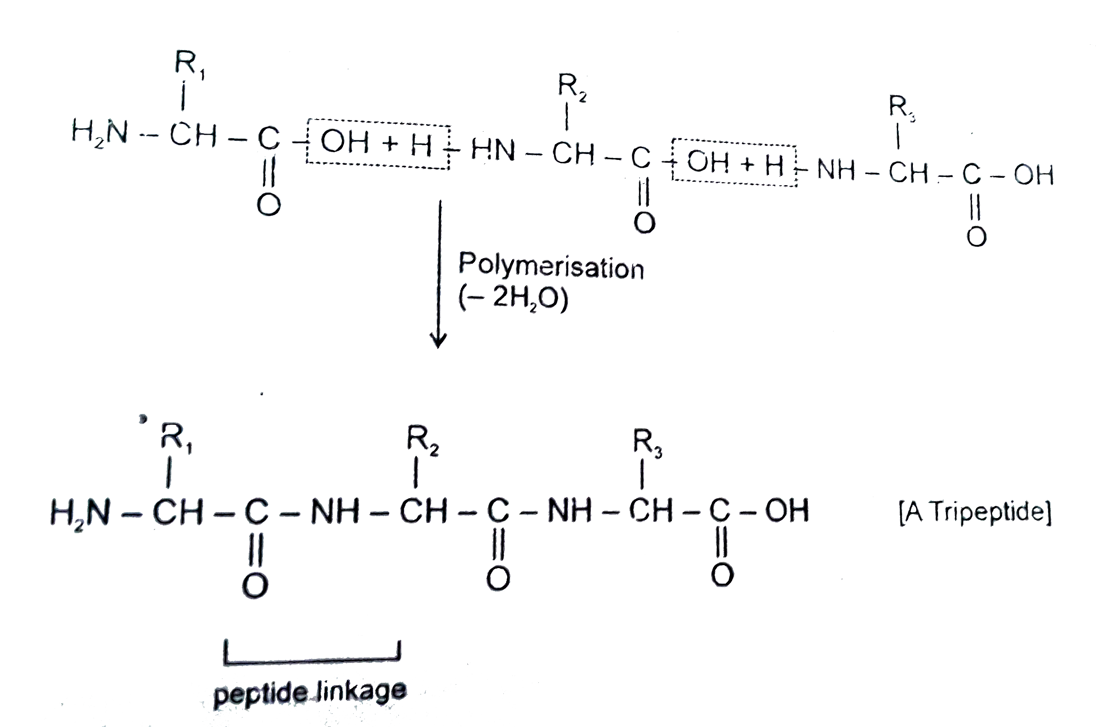 Proteins are biomolecules composed of `alpha` amino acids. An `alpha