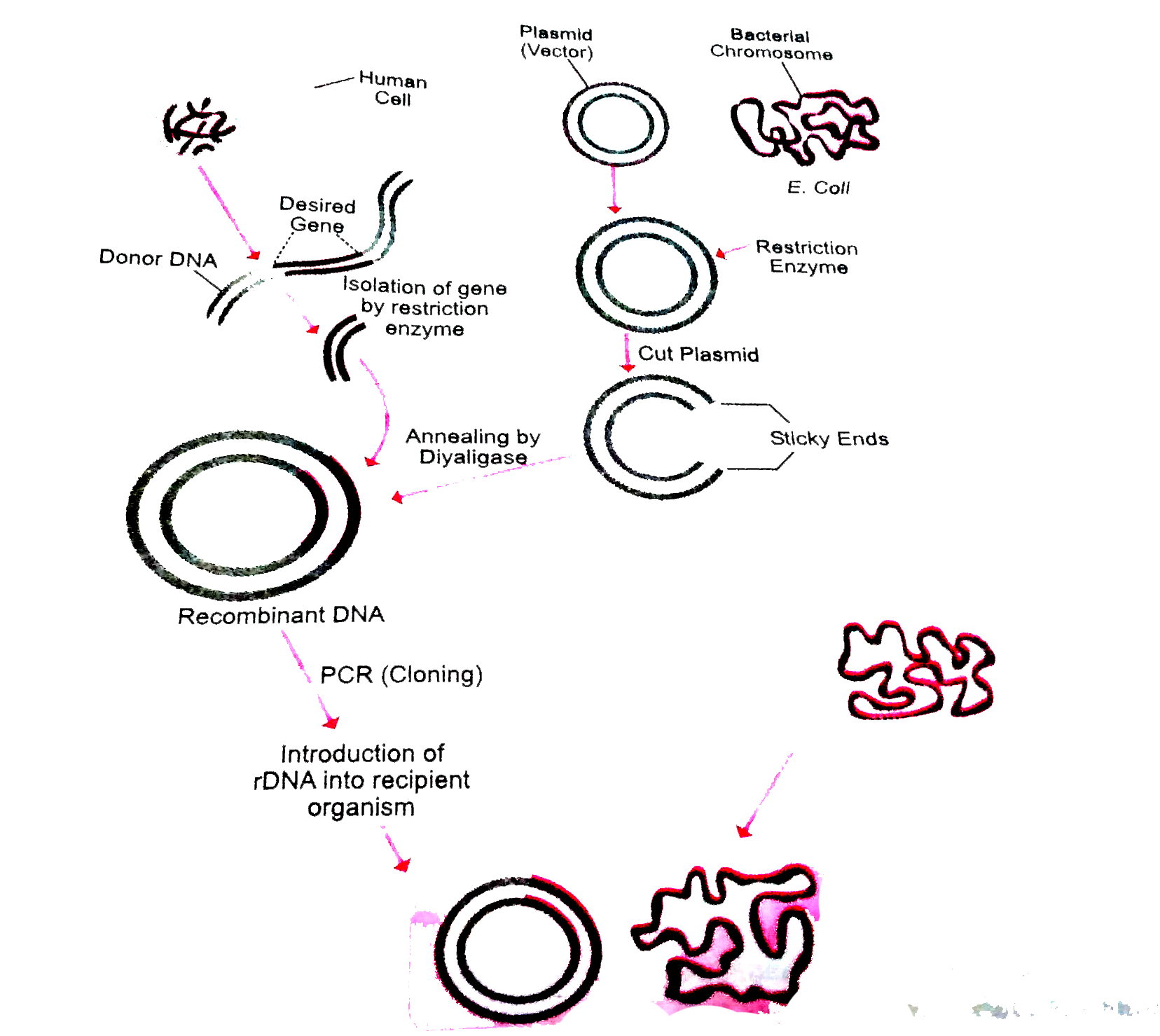 Diagrammatically represent the experimental steps in cloning and