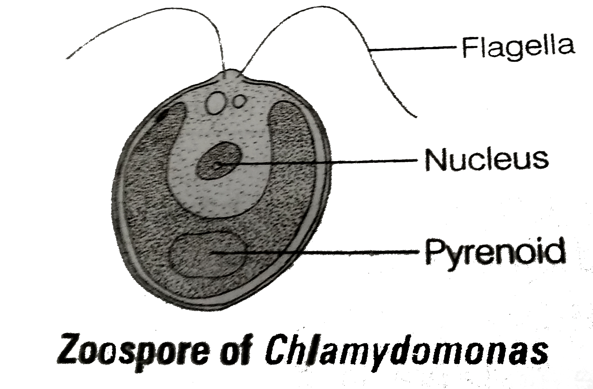 Algae are known to reproduce asexually by variety of spores under different environmental