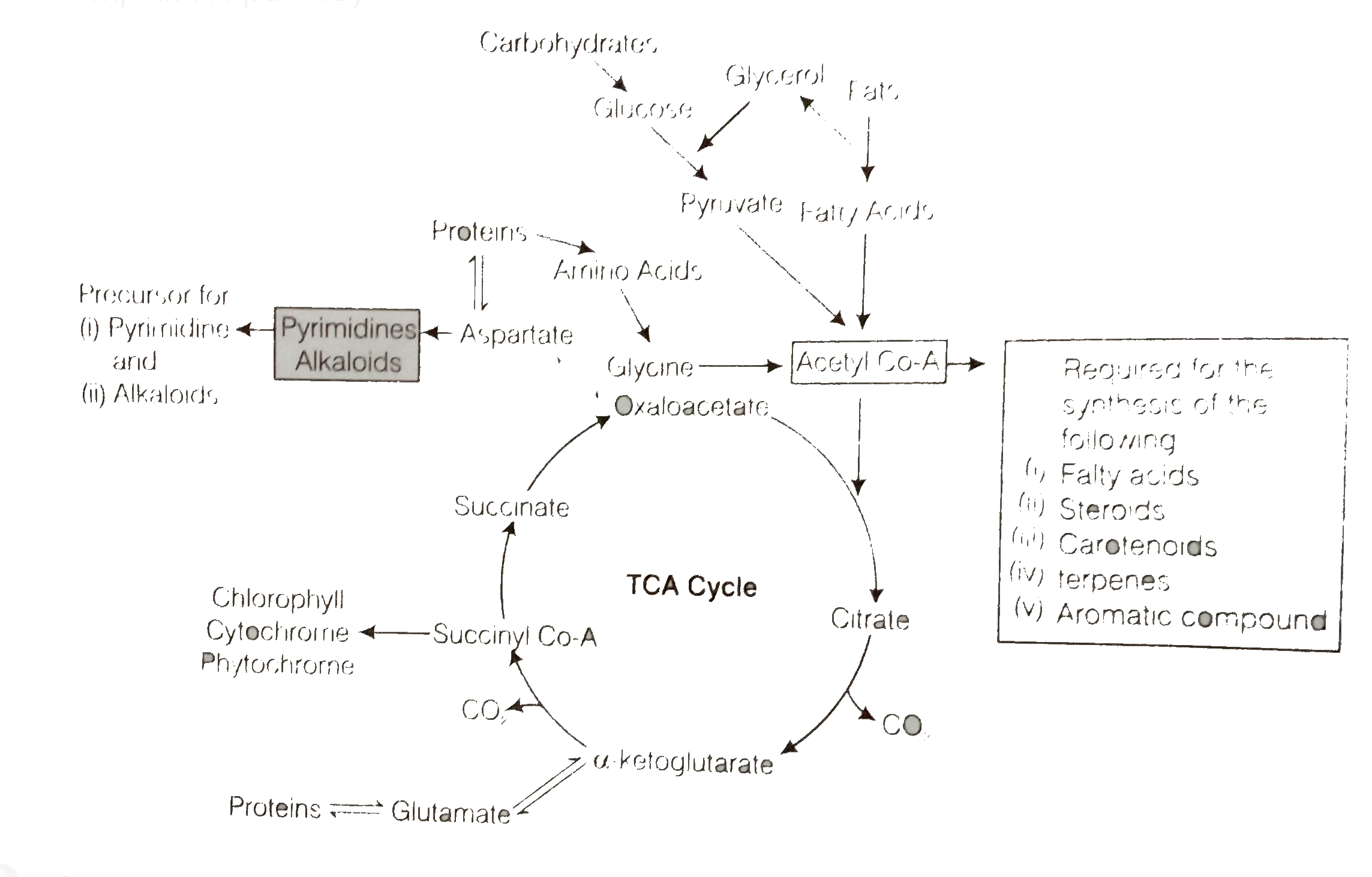 Respiratory pathway is Sarthaks eConnect Largest Online Education