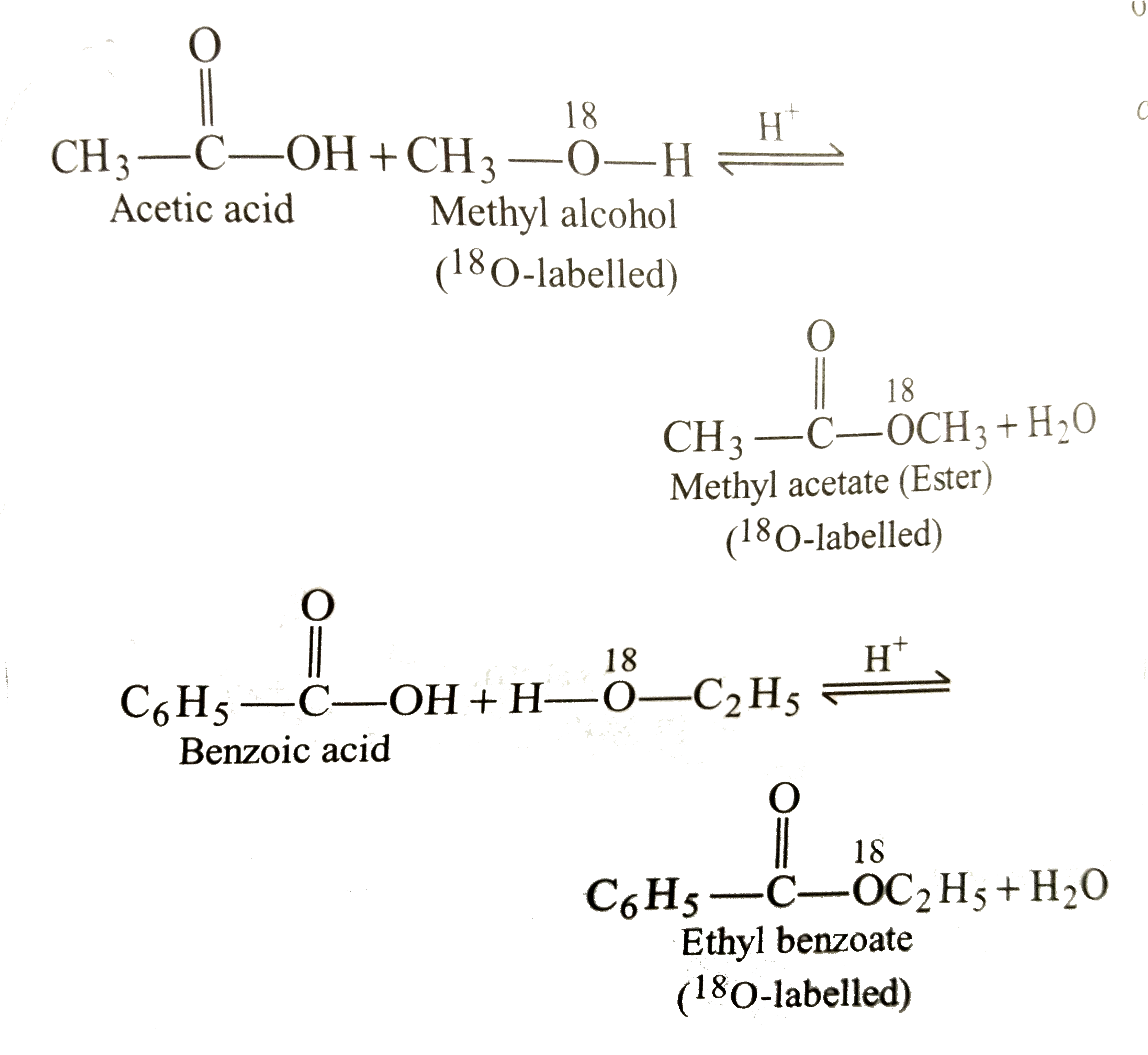 Explain the mechanism of esterification carboxylic acids. Sarthaks