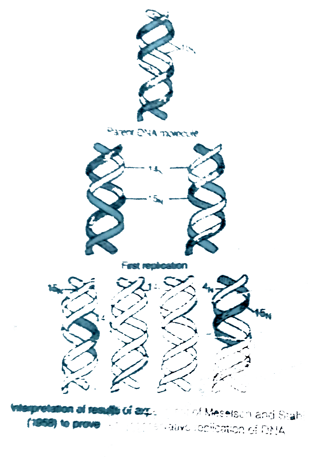 The experimental proof for semiconservative replication of DNA was