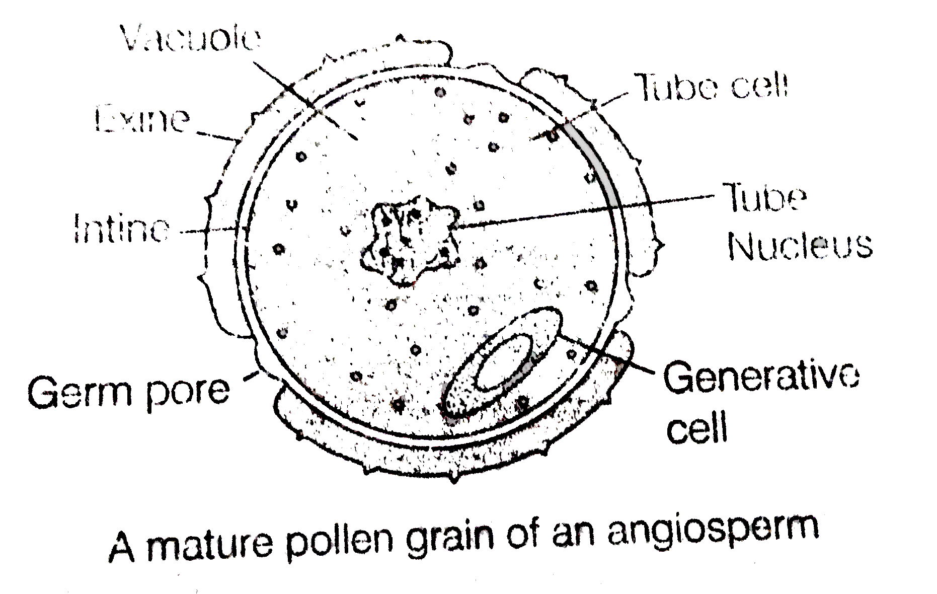 Which of the following has proved helpful in preserving pollen of