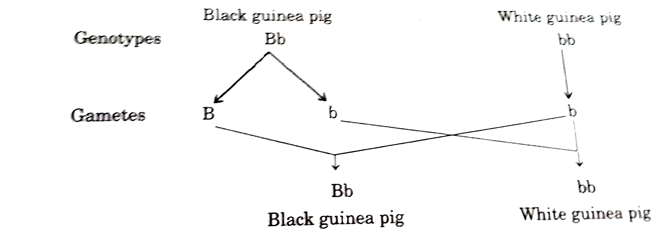 How Does A Test cross Help In Identifying The Genotype Of The Organism