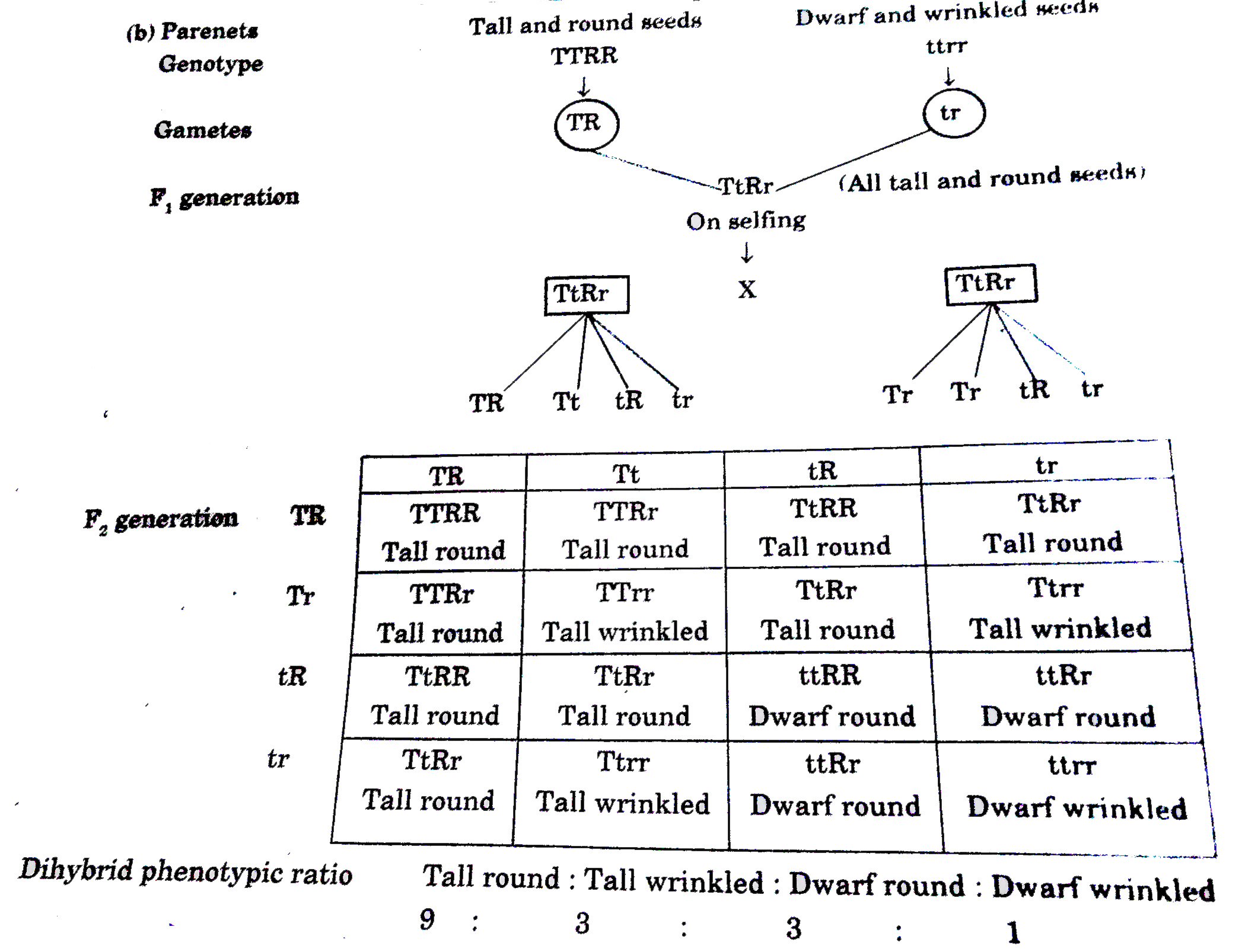 (a) State the law of independent assortment. (b) Using Square