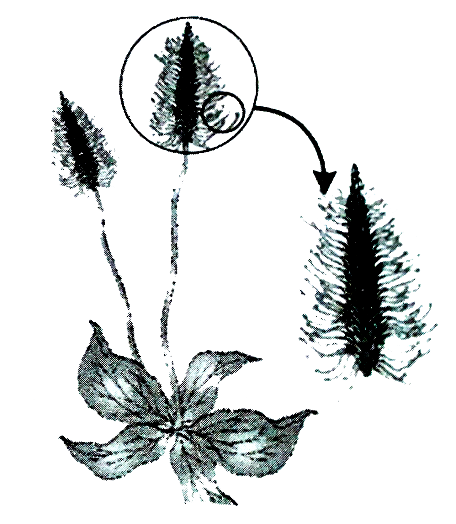 The given plant is pollinated by Sarthaks eConnect Largest Online