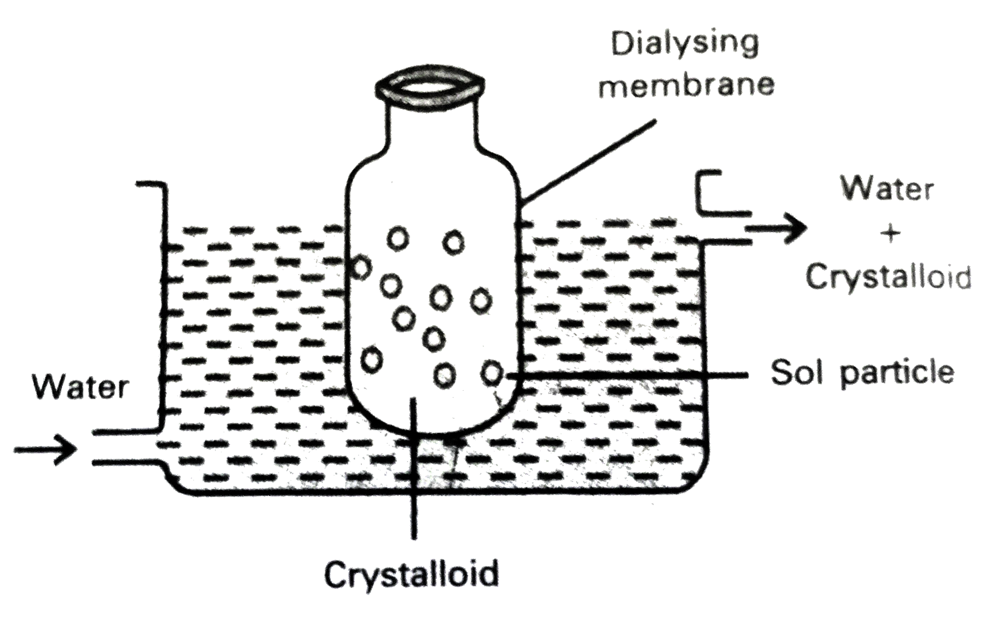 Describe the purification of colloidal solution by the phenomenon of dialysis with a neat
