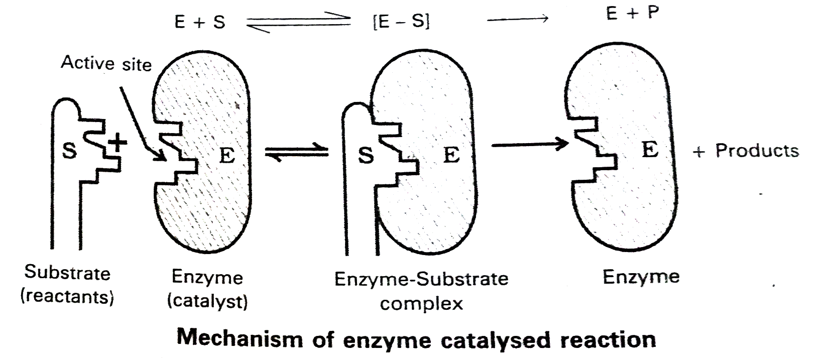 What are enzymes ? Give examples ? Sarthaks eConnect Largest Online