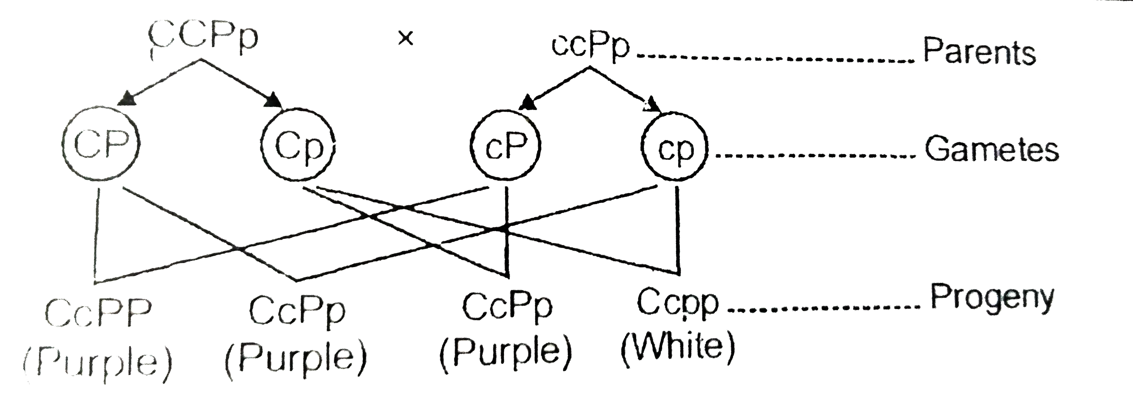 Find out the probable phenotypic ratio if a purple flowered pea plant