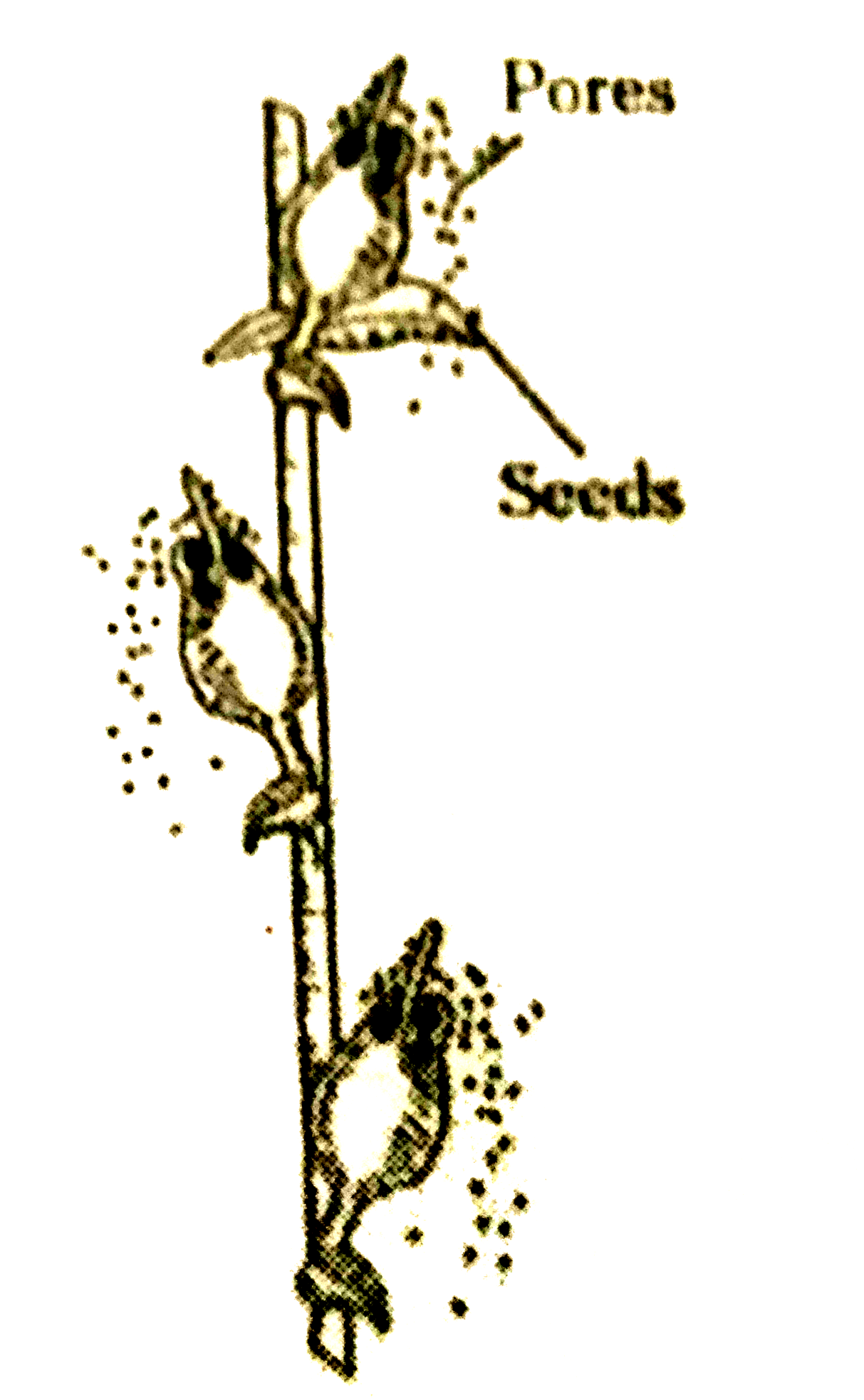 Name the mechanism of seed dispersal shown in the given figure